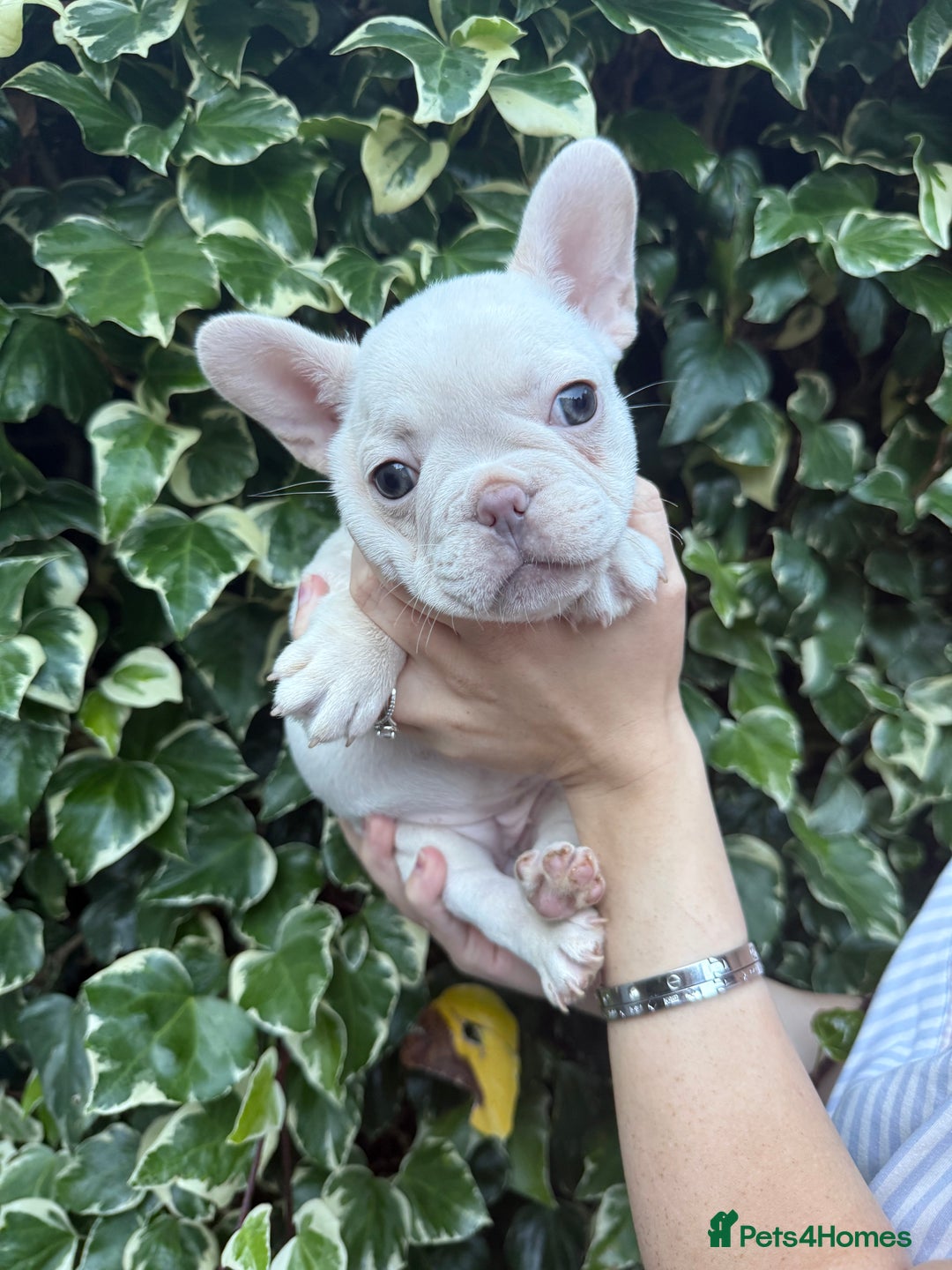 French Bulldog dogs for sale: READY NOW French bulldog puppies for sale - Image 10