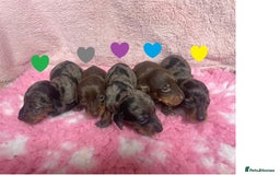 Miniature Dachshund dogs for sale: Miniature Dachshund Puppies for Sale - Image 2