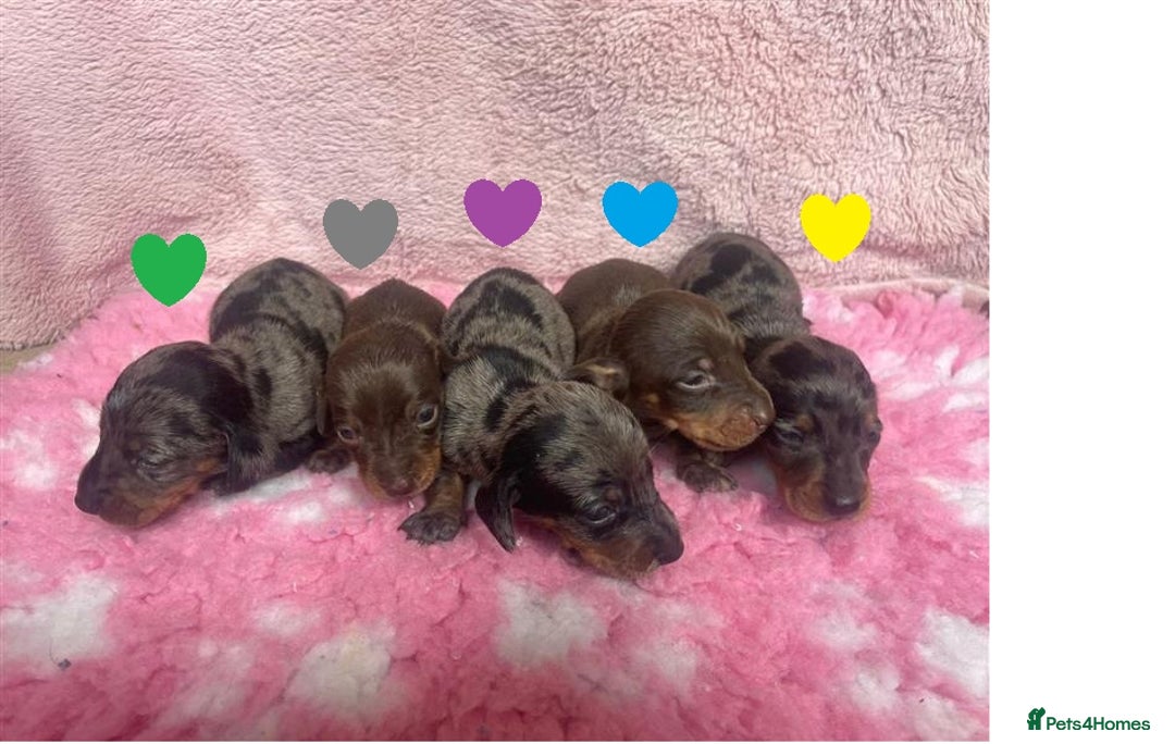 Miniature Dachshund dogs for sale: Miniature Dachshund Puppies for Sale - Image 2