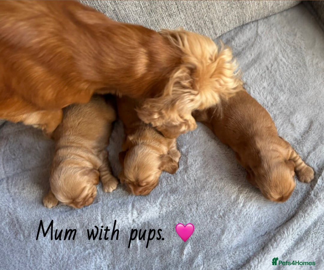 Cocker Spaniel dogs for sale: Beautiful cocker spaniel puppies  - Image 7