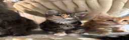 Maine Coon cats for sale: Maine coon kittens  - Advert 11