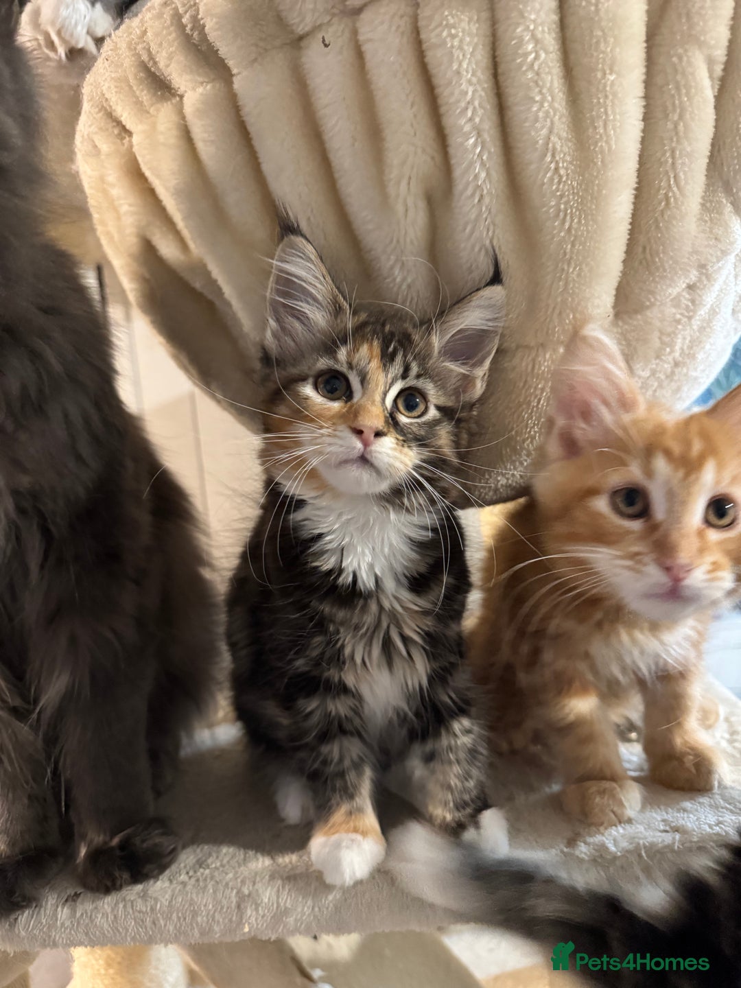 Maine Coon cats for sale: Maine coon kittens  - Advert 11