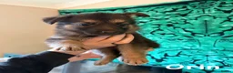 German Shepherd dogs for sale: German Shepherd Puppies for Sale in Swindon - Advert 8