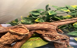 Lizard reptiles for sale: Baby ackie monitors  - Image 1