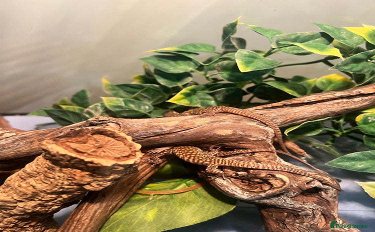 Lizard reptiles - Advert 6