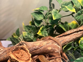 Lizard reptiles - Advert 30