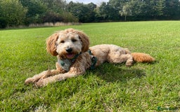 Cockapoo dogs for stud: Healthy Cockapoo Stud Available –Sheffield Travel - Image 1