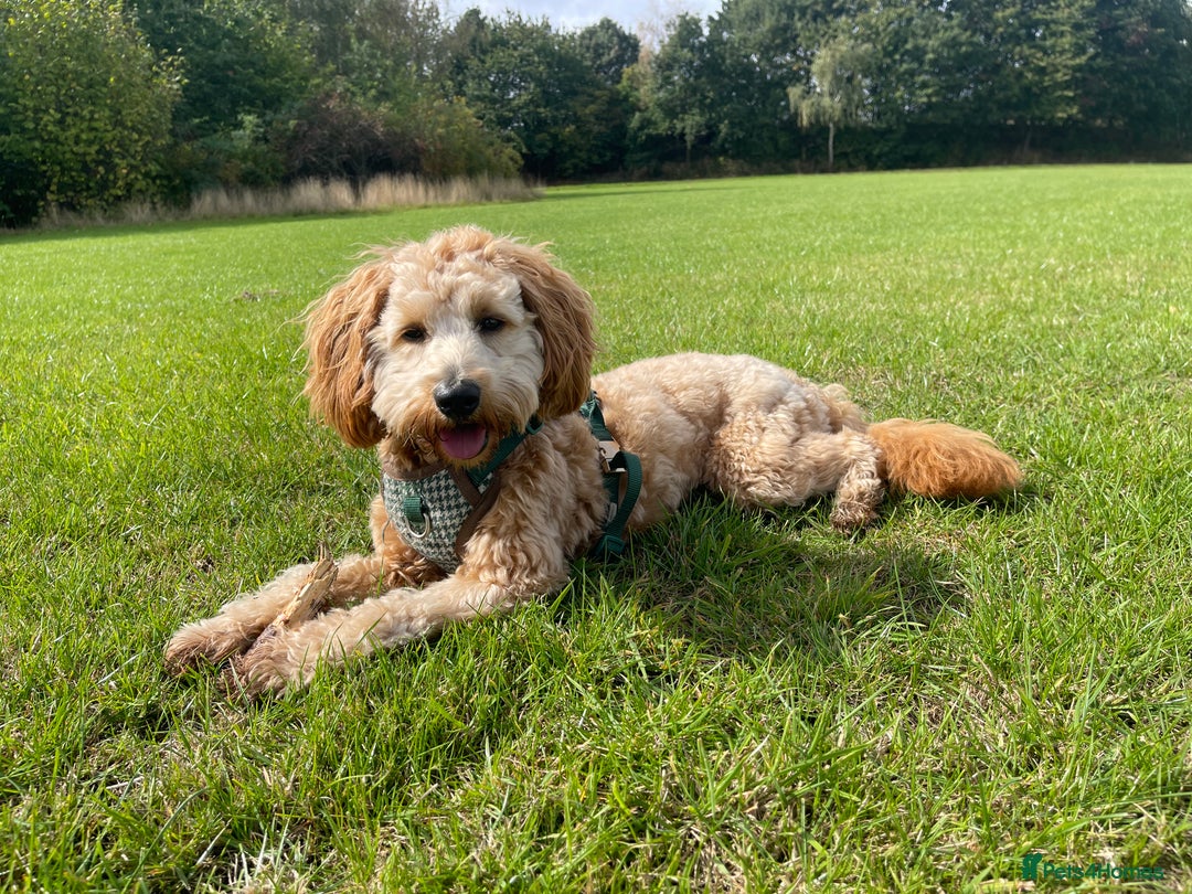 Cockapoo dogs for stud: Healthy Cockapoo Stud Available –Sheffield Travel - Image 1