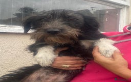 Mixed Breed dogs for adoption: Meet MARIA (!) - a Beautiful and Affectionate Girl - Image 12