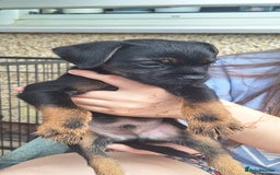 Border Terrier dogs for sale: Grizzle Border terrier pups slem tested parents  - Image 1