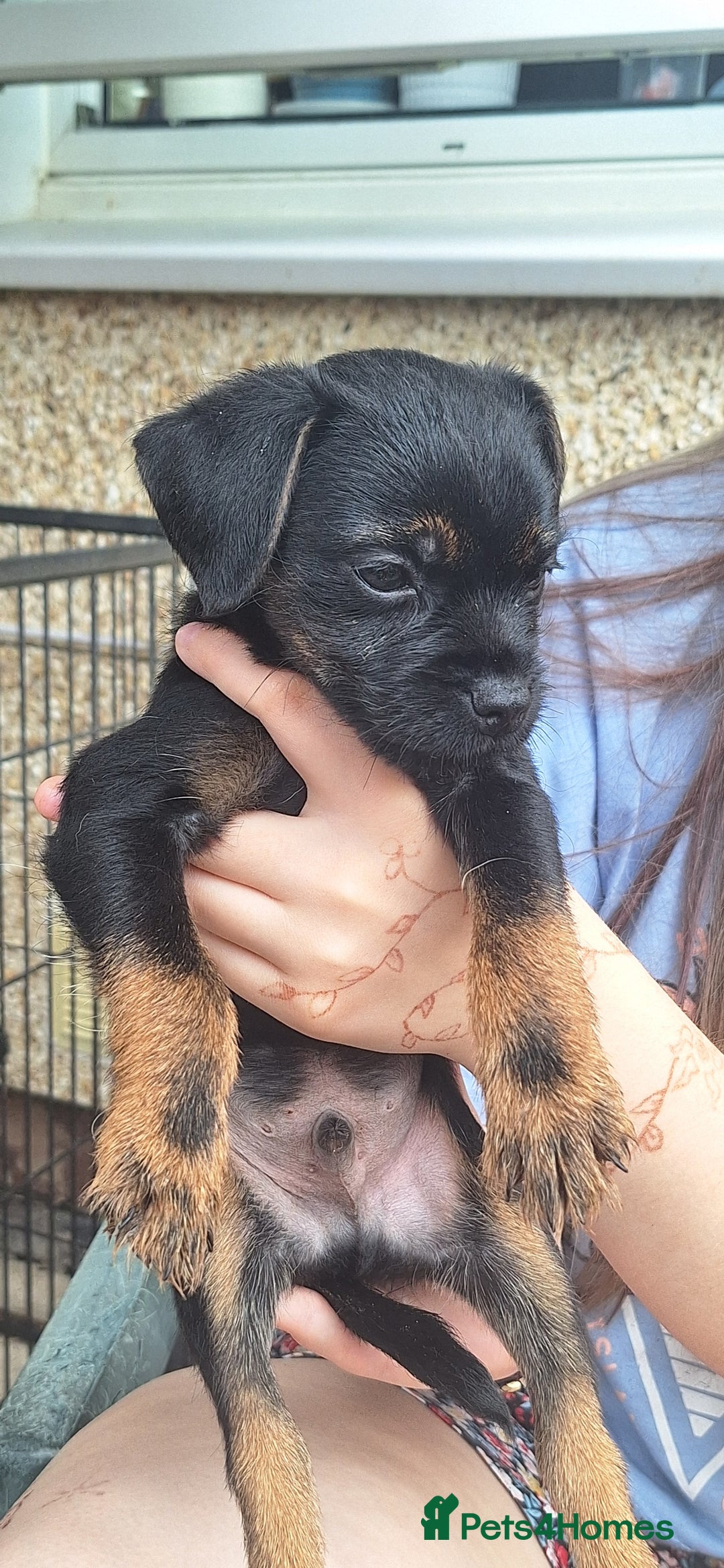 Border Terrier dogs for sale: Grizzle Border terrier pups slem tested parents  - Image 1