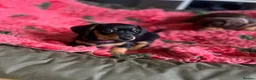 Miniature Dachshund dogs for sale: Black & Tan Miniature Dachshund bitch puppy in Ashford - Advert 1