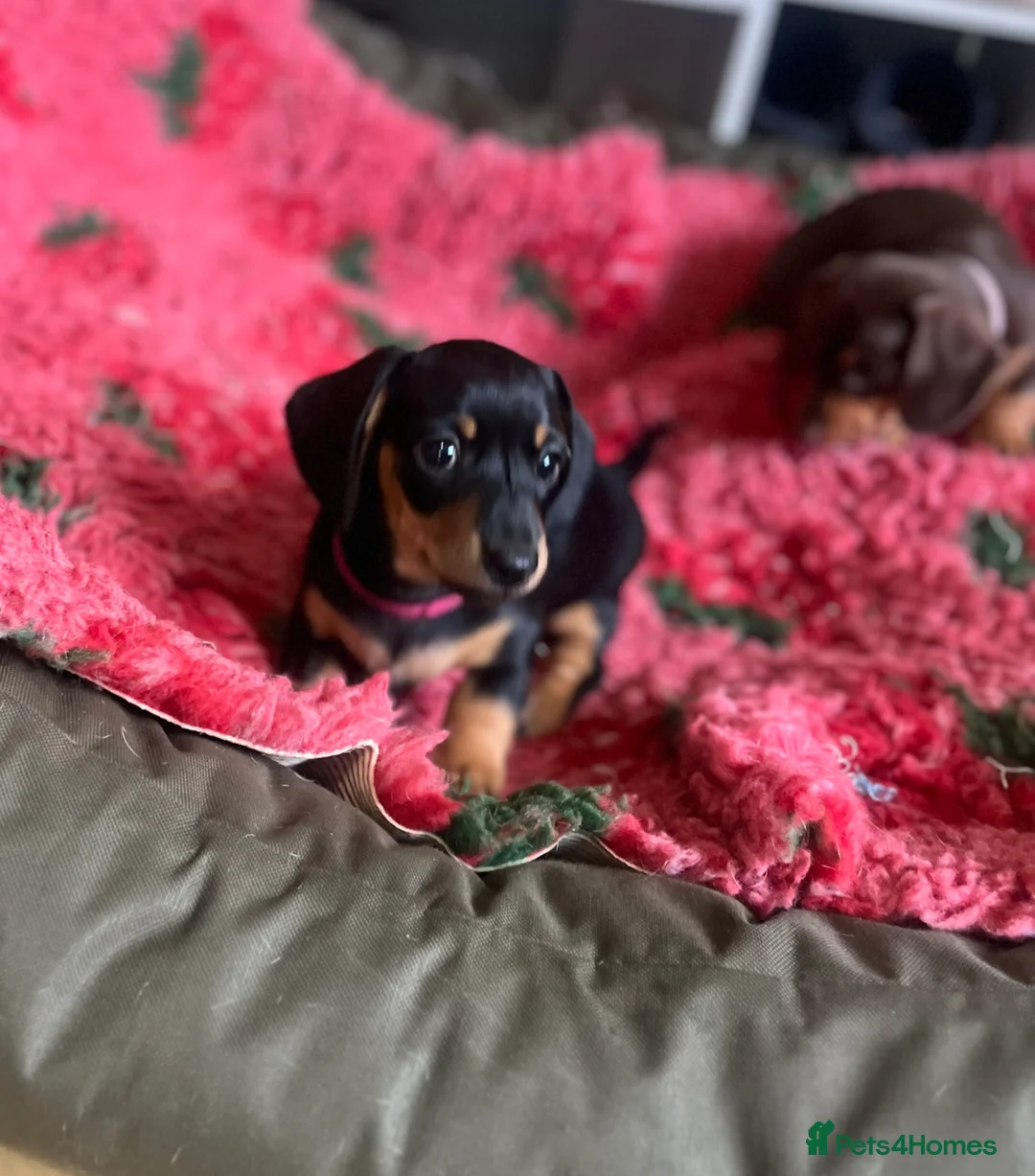 Miniature Dachshund dogs for sale: Black & Tan Miniature Dachshund bitch puppy in Ashford - Advert 1
