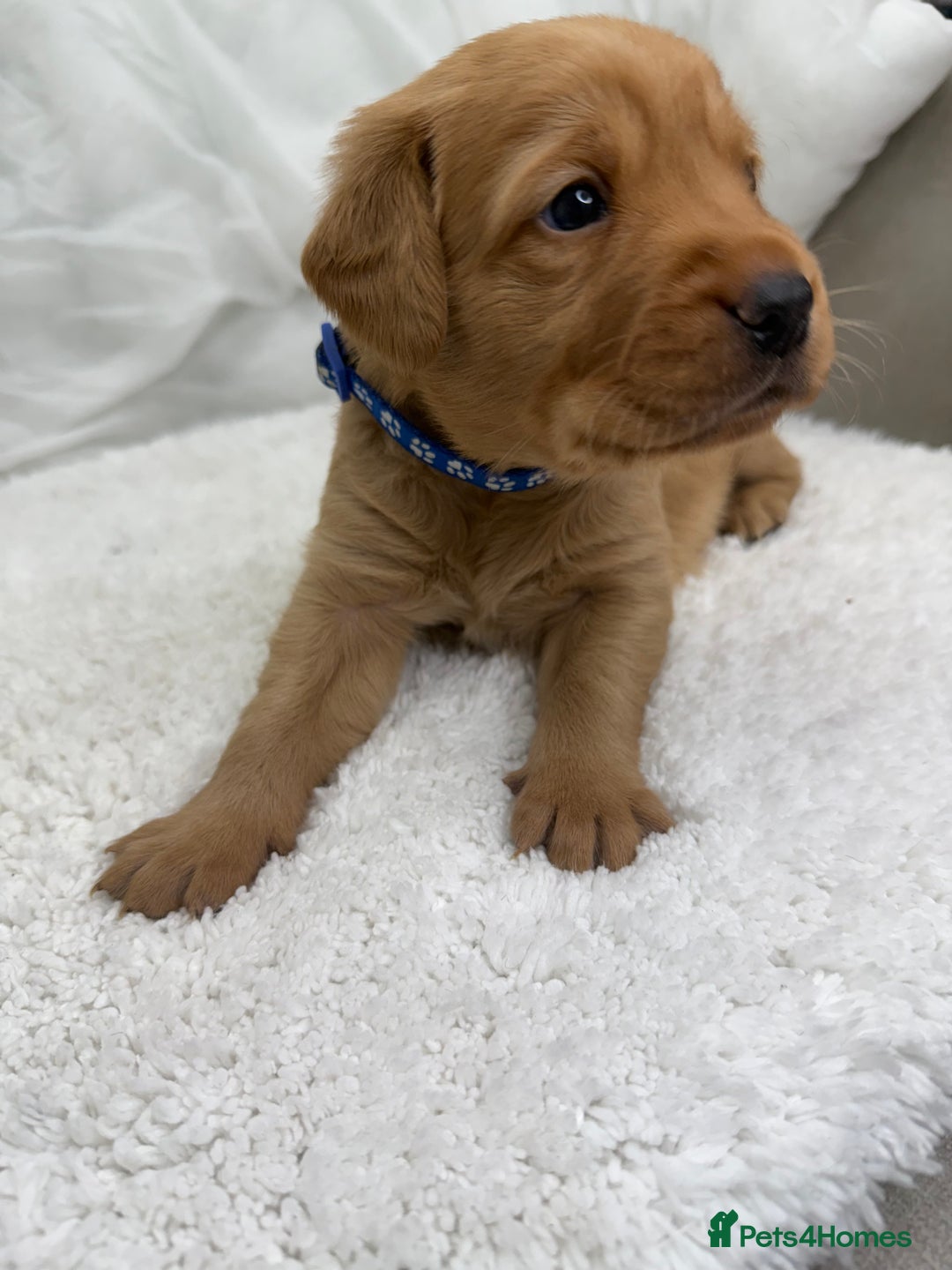 Goldador dogs for sale: Adorable Goldador Puppies - Ready 12th Feb - Advert 22