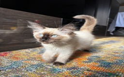 Ragdoll cats for sale: 10 weeks old Ragdoll kitten £400 - Image 4