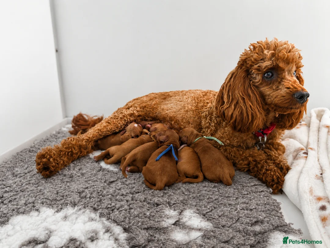 Cavapoo dogs for sale: 🧸F1 cavapoo temperament&health tested Kc parent🐻 - Advert 5