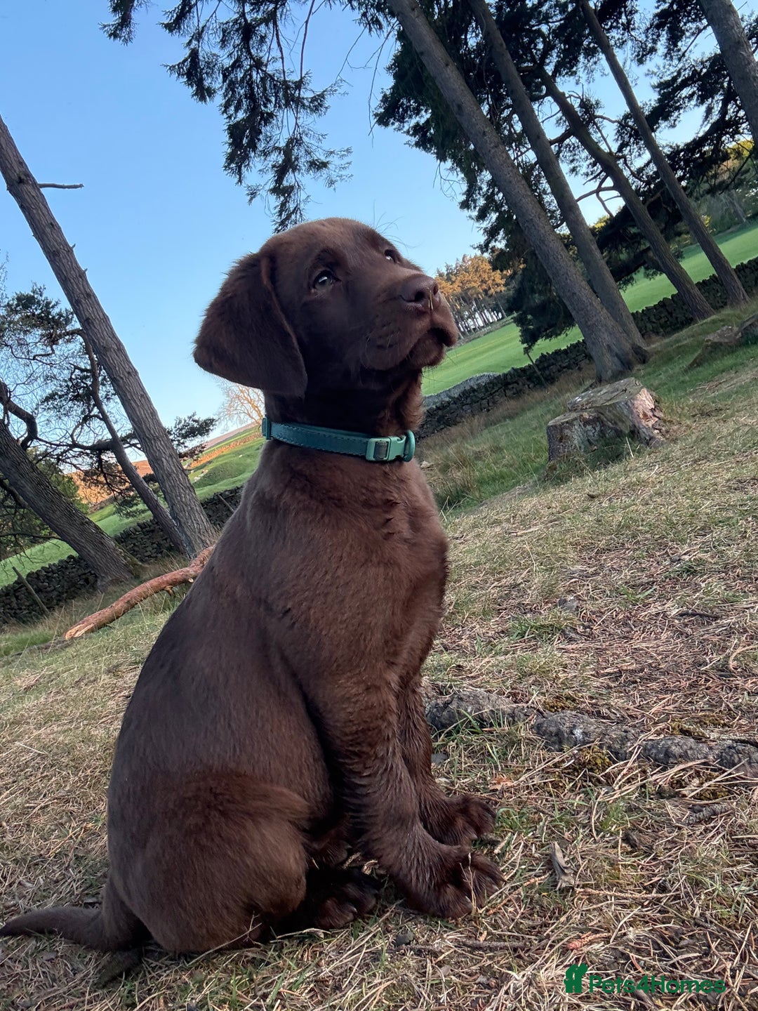 Labrador Retriever dogs for sale: Chocolate Lab 5 month Female - Image 3