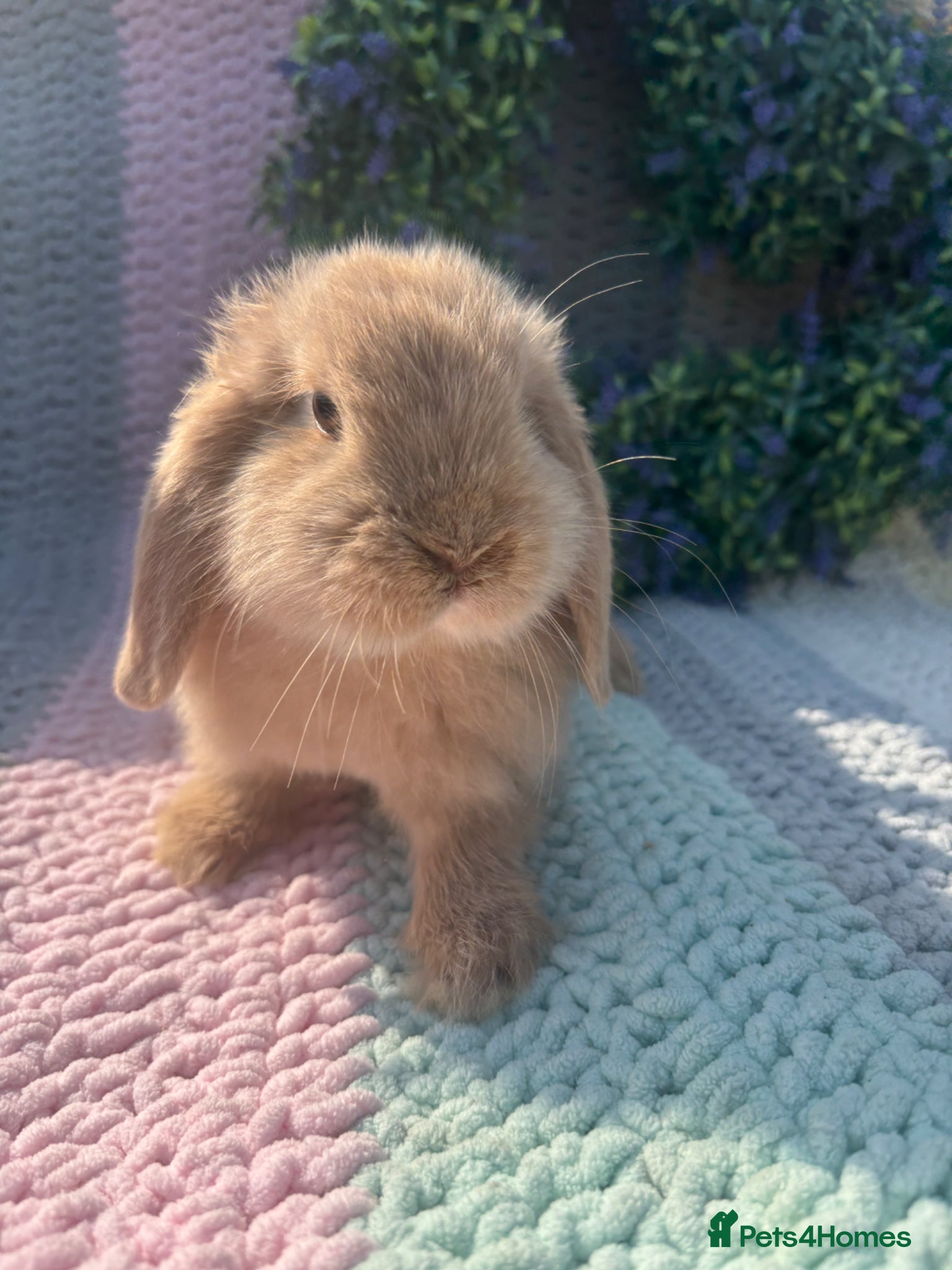 Mini Lop rabbits 2 lovely girls for 5⭐️ homes  - Advert 14