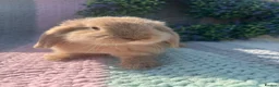 Mini Lop rabbits for sale: 2 lovely girls for 5⭐️ homes  in Ferryhill - Advert 1