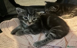 Siamese cats for sale: Beautiful Fluffy Siamese-Tabby Mix Kittens  - Image 16