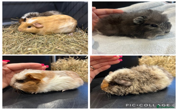 Guinea Pig rodents 6 week old+ guinea pig boars home reared - Advert 1