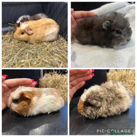 Guinea Pig rodents 6 week old+ guinea pig boars home reared - Advert 1