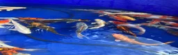 Pond Fish fish for sale: Pond closure Koi in Coventry - Advert 3
