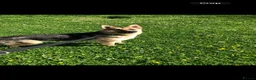 German Shepherd dogs for sale: German shepherd puppies  - Advert 1