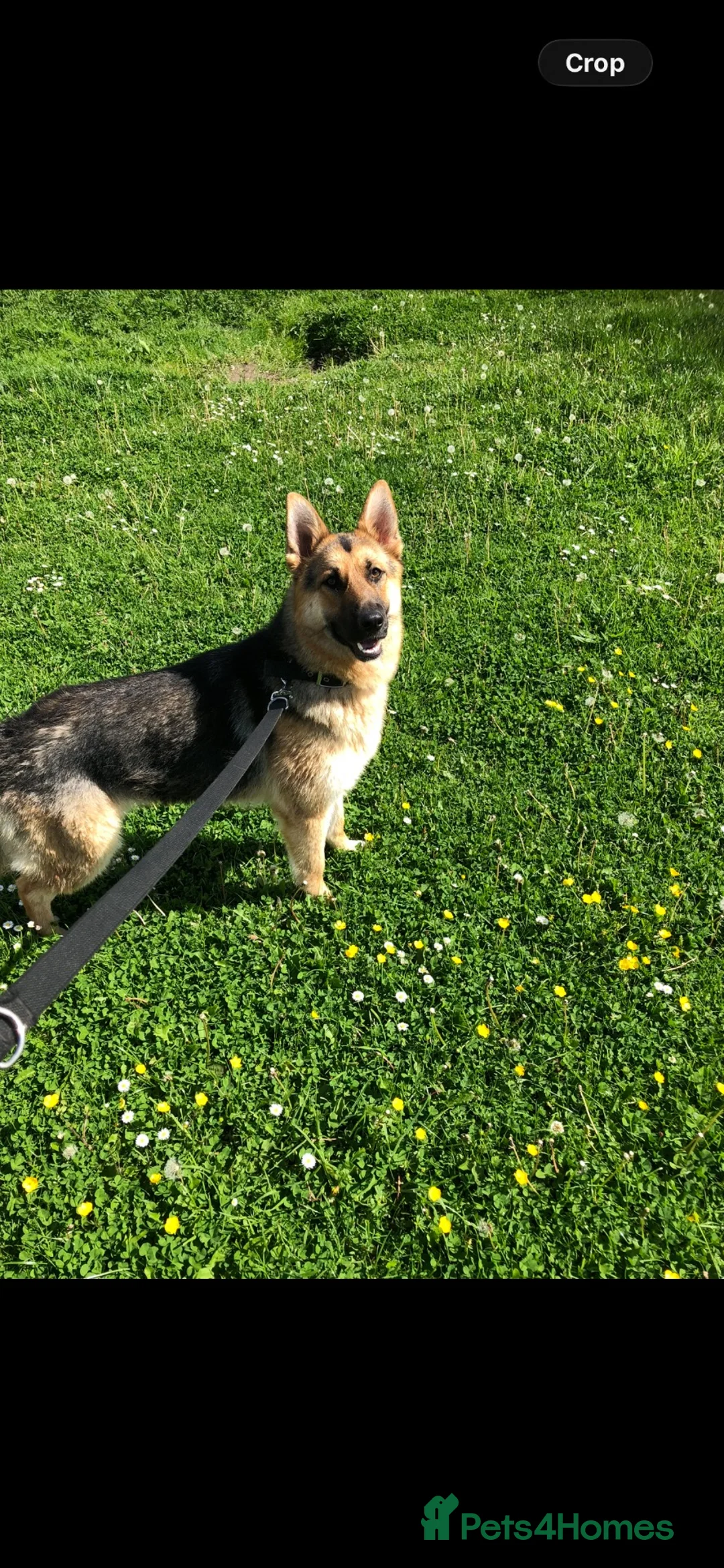 German Shepherd dogs for sale: German shepherd puppies  - Advert 1