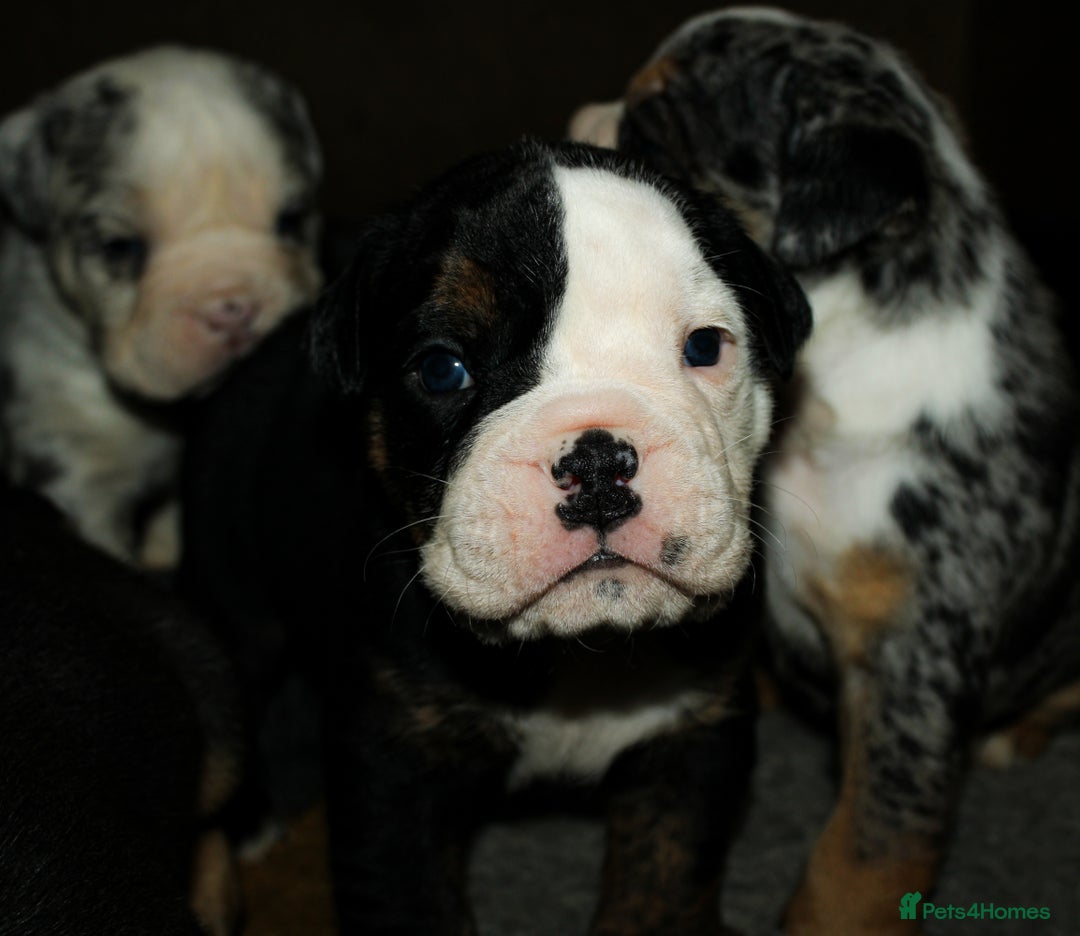 Olde English Bulldogge dogs for sale: Olde English Bulldog puppies - Image 19