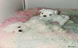Maltese dogs for sale: FULL KOREAN KC REGISTERED MALTESE PUPIES - Image 14