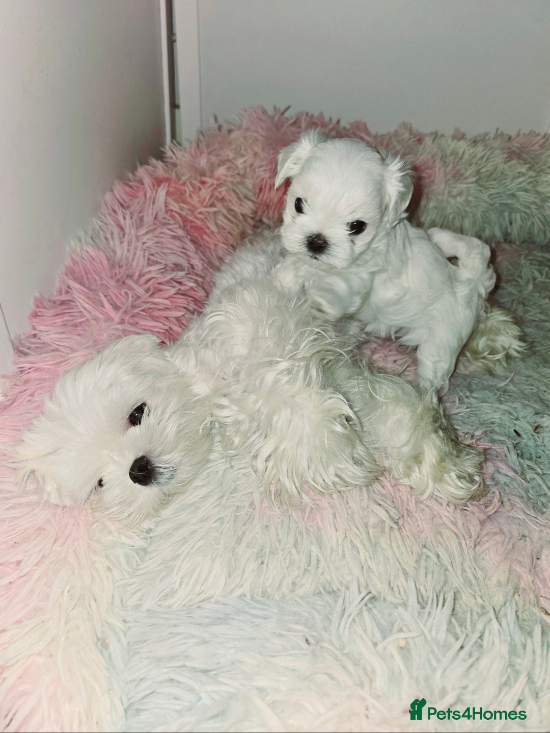 Maltese dogs for sale: FULL KOREAN KC REGISTERED MALTESE PUPIES - Image 14