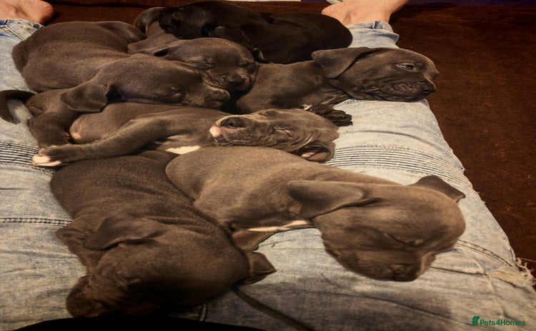 Mixed Breed dogs - Advert 5