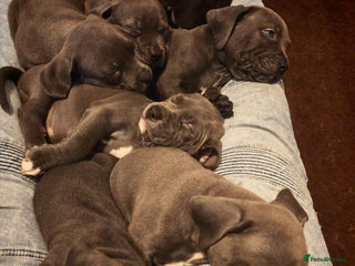 Mixed Breed dogs for sale - Advert 1