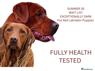 Labrador Retriever dogs Exceptionally Dark Fox Red Labrador Puppies - Advert 10