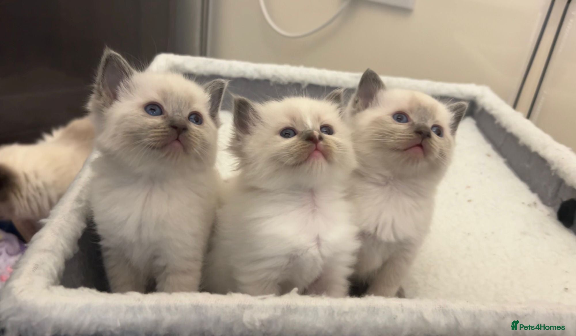Ragamese cats GEORGEOUS SHORTHAIR SIAMESE AND LONGHAIR RAGDOLLS - Advert 3