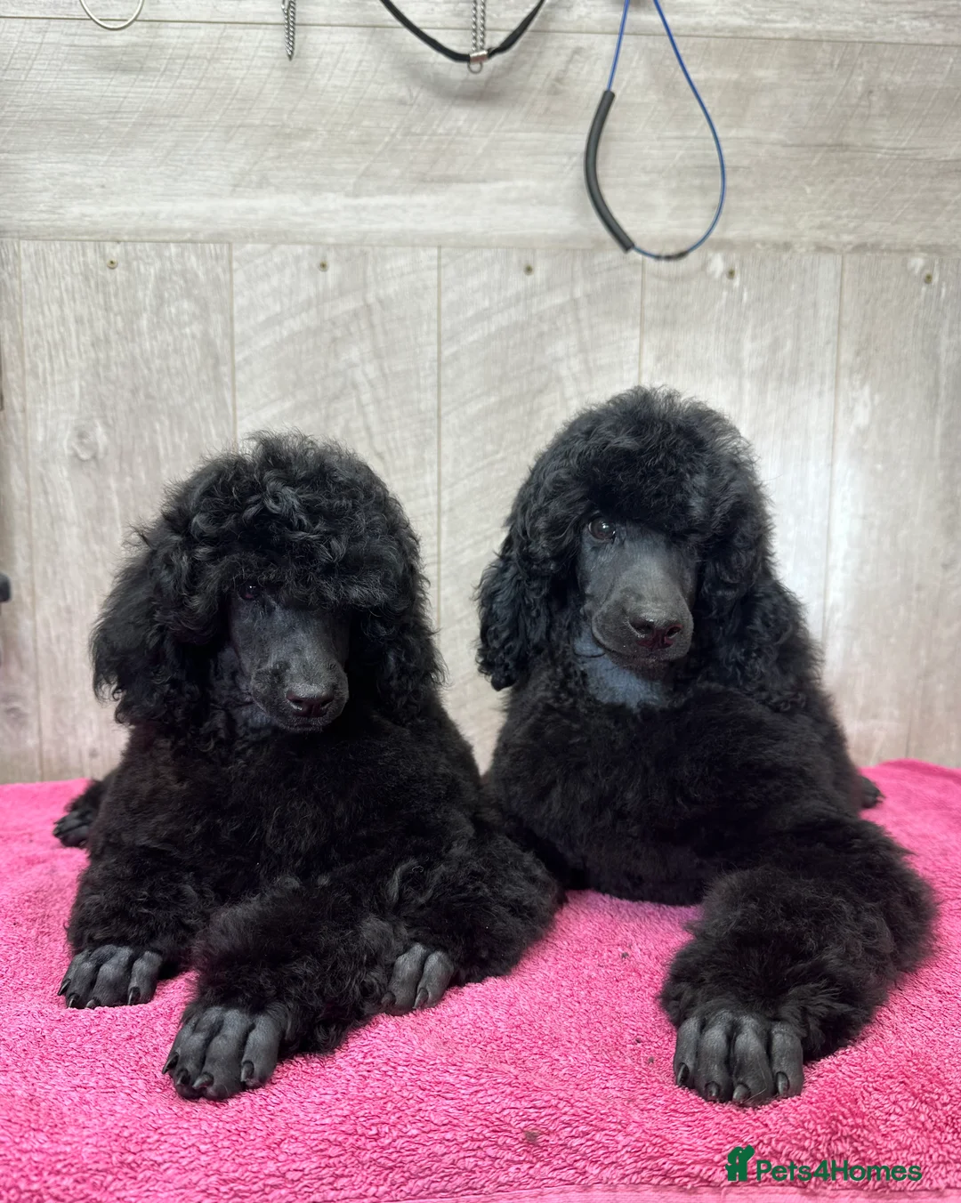 Miniature Poodle dogs for sale: Boys,Boys,Boys! Stunning Miniature Poodle Puppies - Advert 6