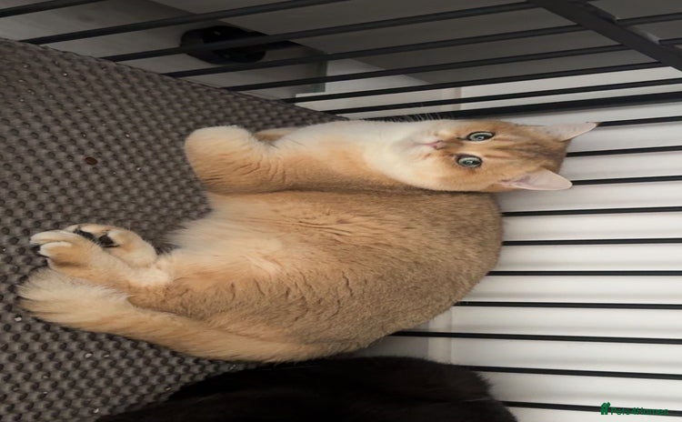 British Shorthair cats - Advert 10