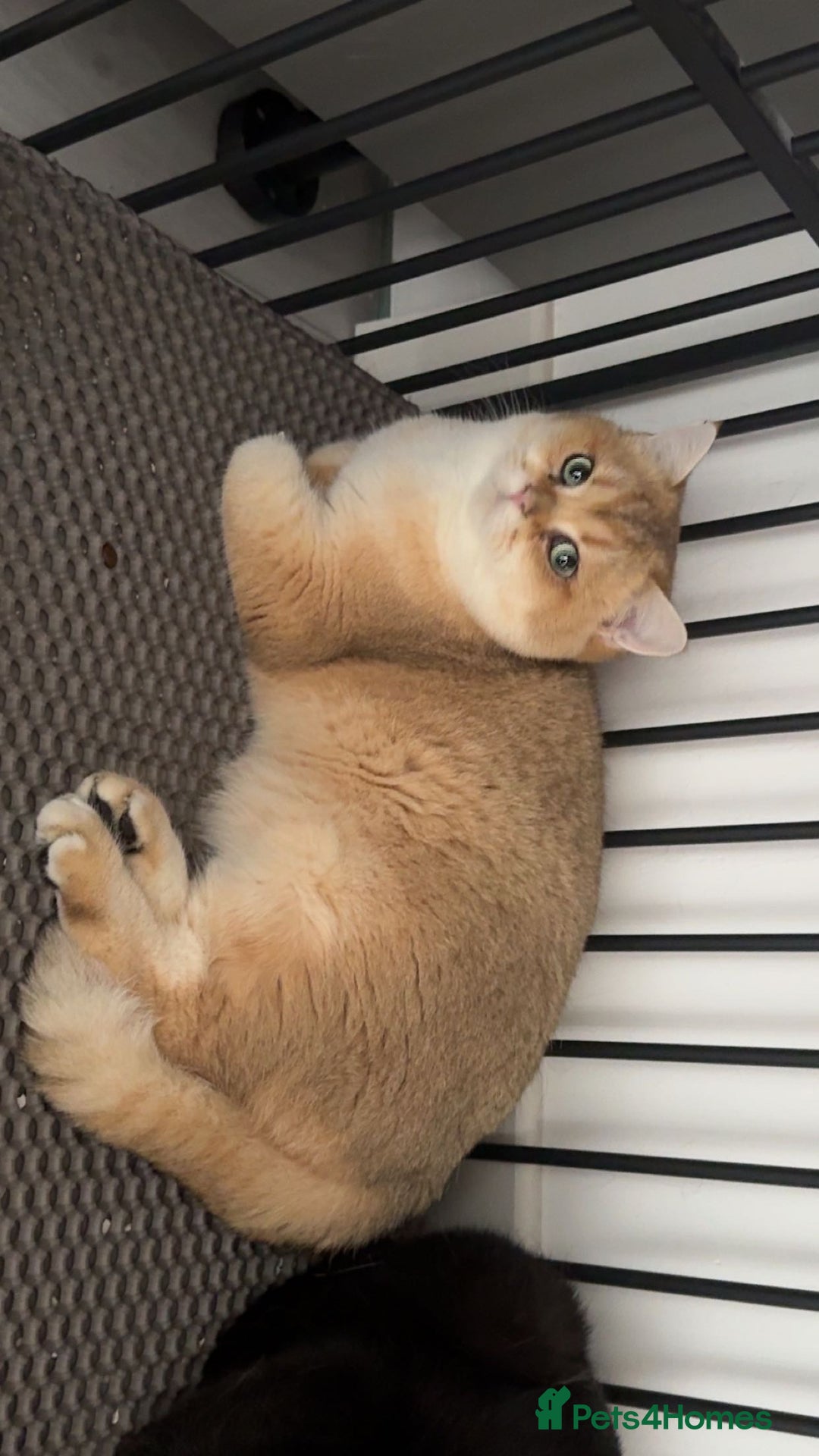 British Shorthair cats for stud: Champion blood line Tica and gccf register - Advert 1