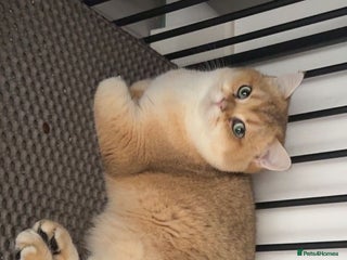 British Shorthair cats Champion blood line Tica and gccf register - Advert 20