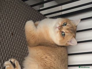 British Shorthair cats Champion blood line Tica and gccf register - Advert 9