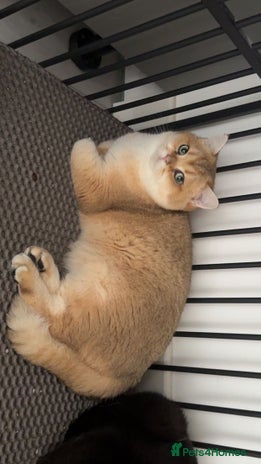 British Shorthair cats Champion blood line Tica and gccf register - Advert 12