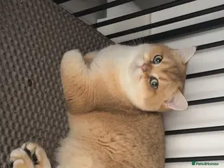 British Shorthair cats Champion blood line Tica and gccf register - Advert 4