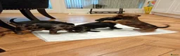 Mixed Breed dogs for sale: Miniature schnoxies  - Advert 11