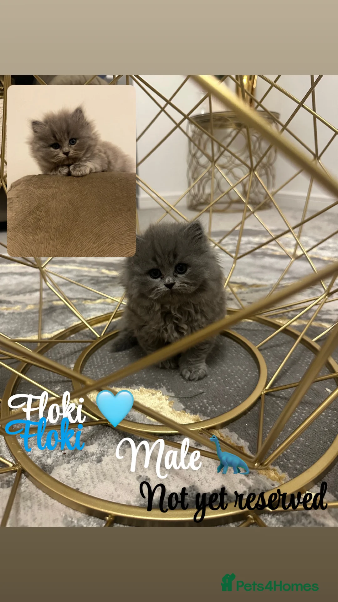 British Shorthair cats for sale: Beautiful grey bsh baby  - Advert 1
