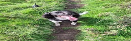 English Springer Spaniel dogs for stud: Hugo. in Sheffield - Advert 5
