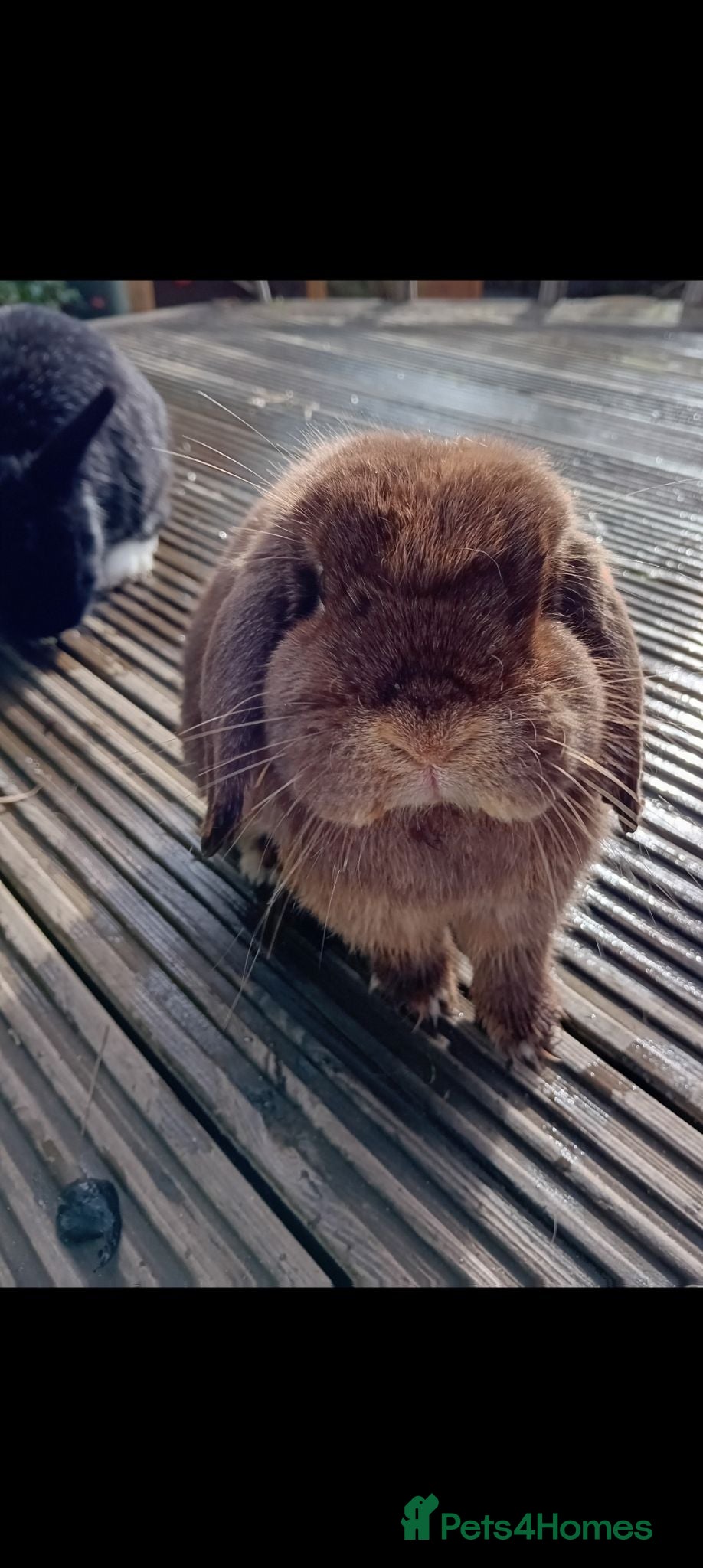 Mini Lop rabbits Lonely bunny - Advert 2