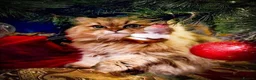 Persian cats for stud: Stud duties: pedigree Persian (Traditional) - Advert 3