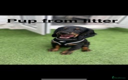 Cocker Spaniel dogs for stud: Working cocker spaniel stud  - Image 6