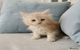 Maine Coon cats for sale: Big Chunky Maine Coon Kittens - Image 15